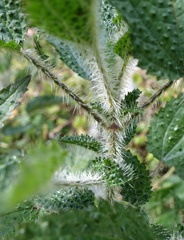 DSC00710b